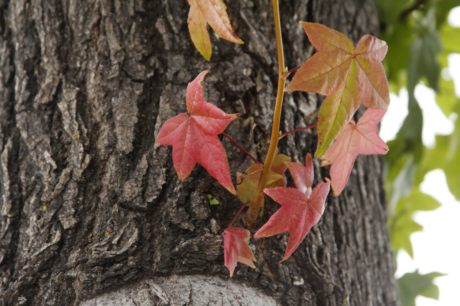 Napa plant-life